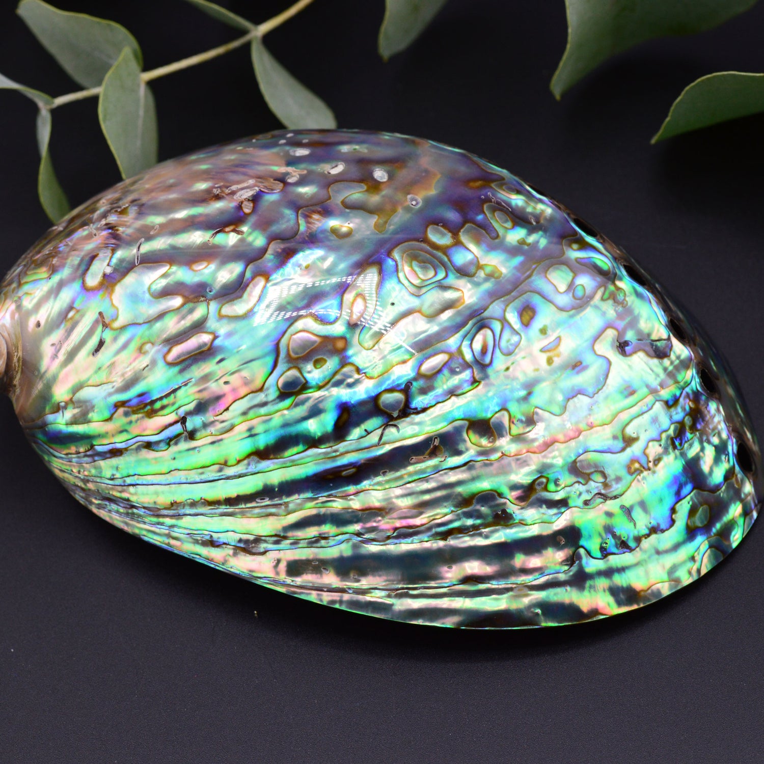 AAA Echte brilliante Abalone Muschel